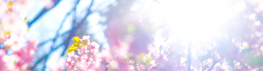 桜と日差しイメージ