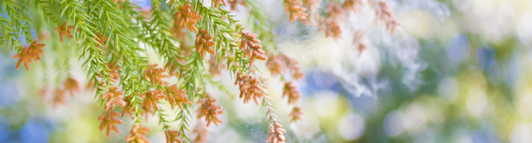 花粉が飛ぶイメージ