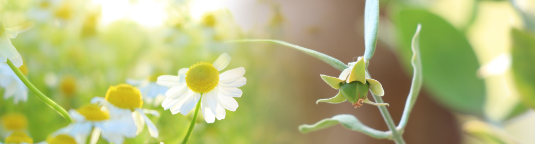 植物（ローズマリー・ホホバ）