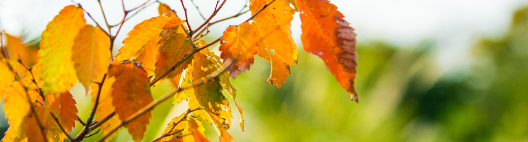 秋の枯れ葉イメージ