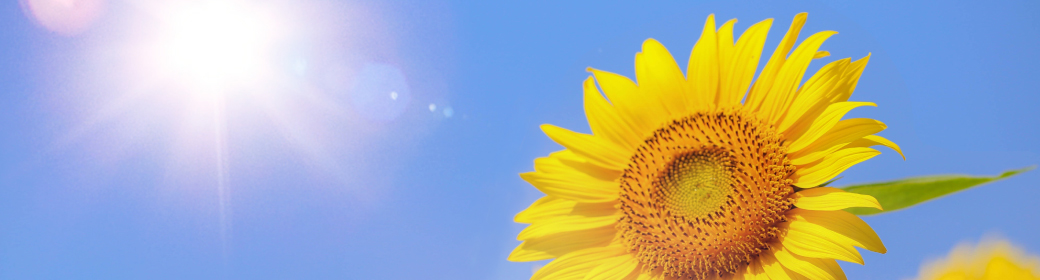 8月の強い紫外線