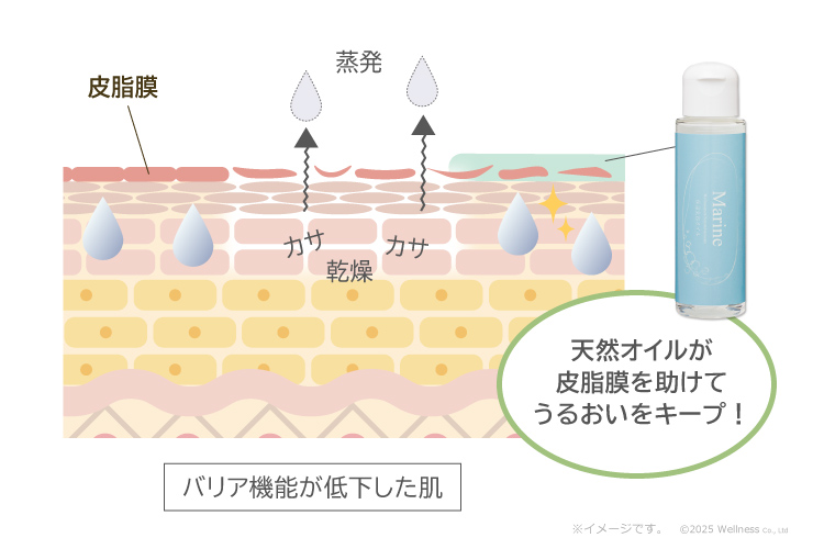 バリア機能が低下した肌の図／天然オイルが皮脂膜を助けてうるおいをキープ