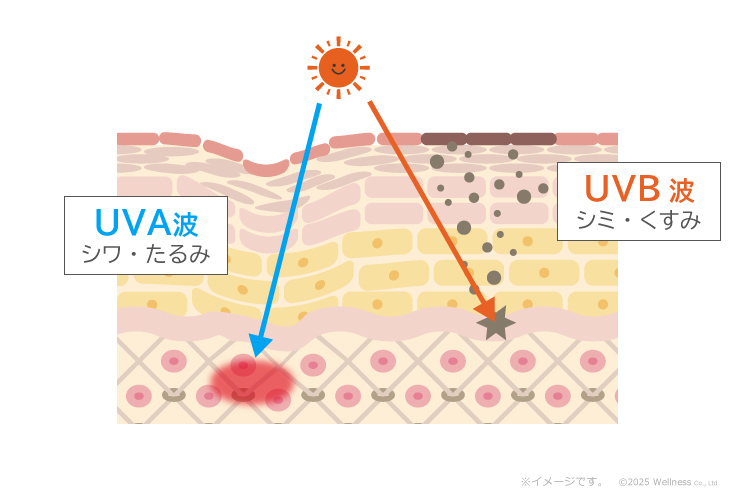 UVA波はシワ・たるみ、UVB波はシミ・くすみの原因となります