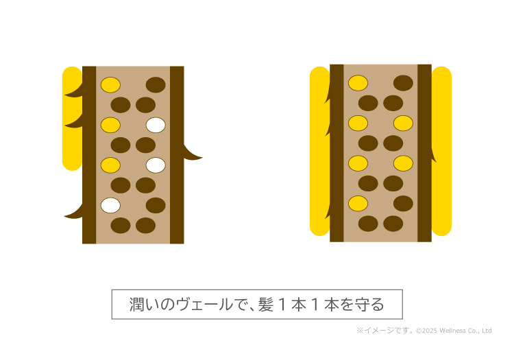 ホホバオイルがうるおいのヴェールとなって、髪１本１本を守るイメージ