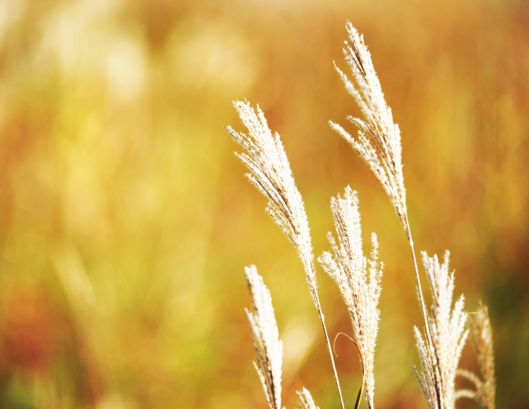 秋のイメージ(すすき)