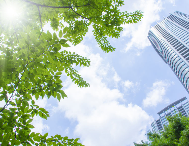 木漏れ日と高層ビル