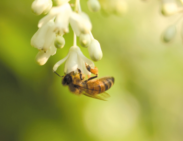 花粉を集めるミツバチ