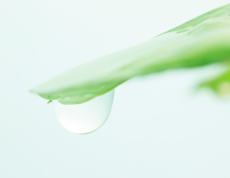 葉からしずくがしたたるイメージ