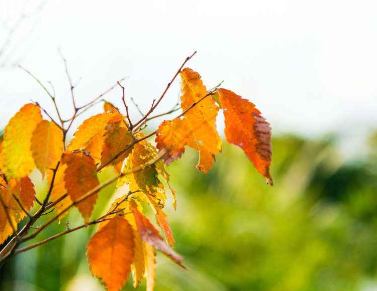 木に残った枯れ葉イメージ