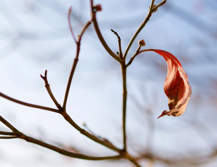 枯れ葉イメージ